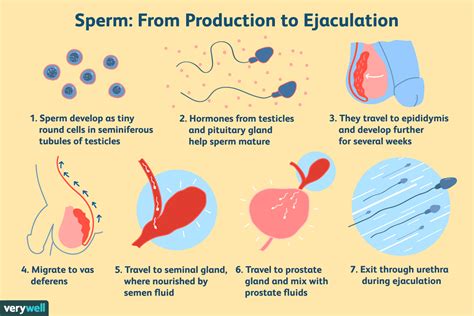 gay precum|How to Know If Your Male Discharge Is Normal .